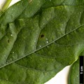 SpeciesSub: var. macrostachya